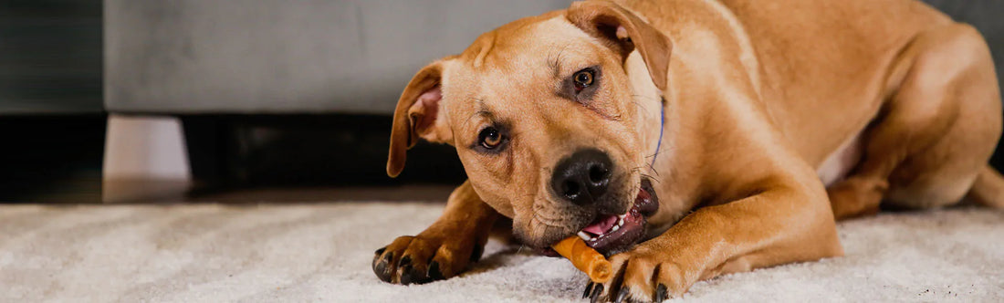 How to stop your dog chewing and mouthing